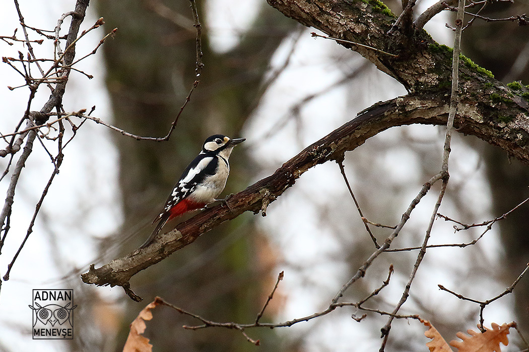 Great Spotted Woodpecker